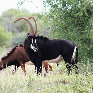 Sable Antelope South Africa