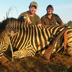 South Africa Hunting Burchell's Plain Zebra