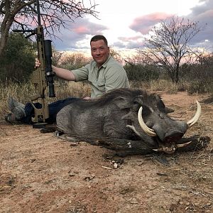 Warthog Hunting South Africa