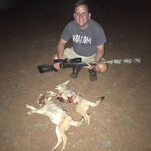 Jackal Hunt South Africa