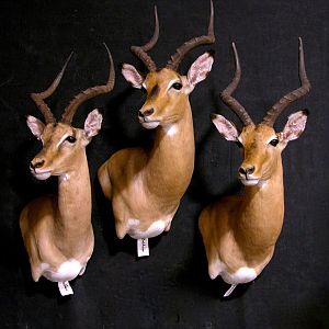 Impala Shoulder Mount Taxidermy