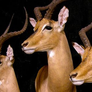 Impala Shoulder Mount Taxidermy