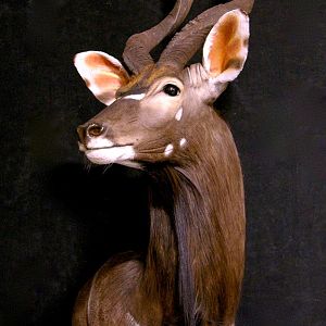 Nyala Shoulder Mount Wall Pedestal Taxidermy