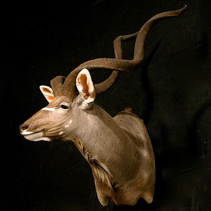 Kudu Shoulder Mount Wall Pedestal Taxidermy