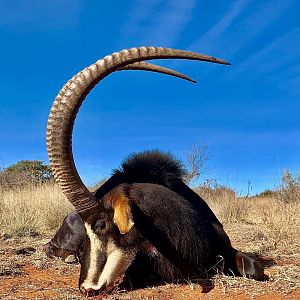 Sable Hunting South Africa