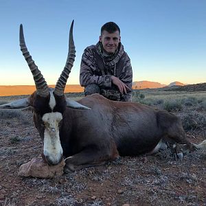 South Africa Hunting Blesbok