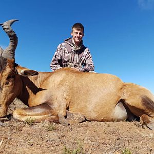 Red Hartebeest Hunting South Africa