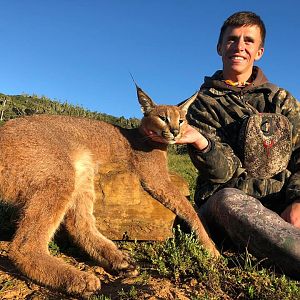 South Africa Hunting Caracal