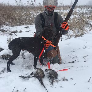 Pheasant Hunting