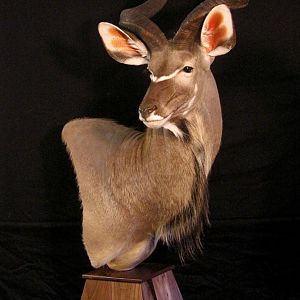 Kudu Shoulder Mount Pedestal Taxidermy