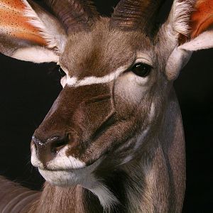 Kudu Shoulder Mount Pedestal Taxidermy