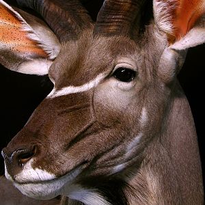 Kudu Shoulder Mount Pedestal Taxidermy