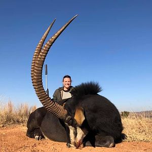 Sable Antelope Hunting South Africa