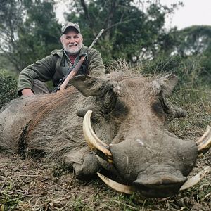 South Africa Hunt Warthog