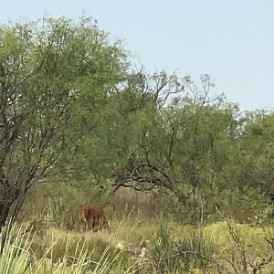 Bison calf Texas USA