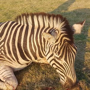 Burchell's Plain Zebra Hunt South Africa