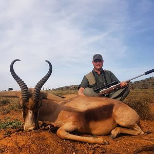 Copper Springbok Hunting South Africa
