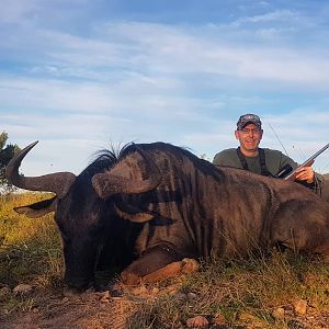 South Africa Hunting Blue Wildebeest