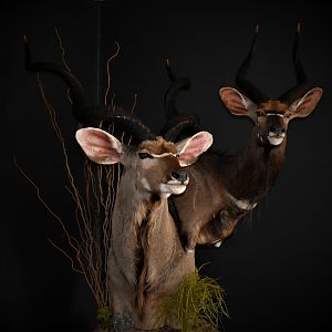 Kudu & Nyala Shoulder Mount Double Stack Pedestal Taxidermy