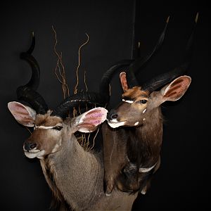 Kudu & Nyala Shoulder Mount Double Stack Pedestal Taxidermy