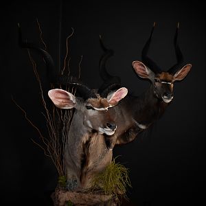 Kudu & Nyala Shoulder Mount Double Stack Pedestal Taxidermy