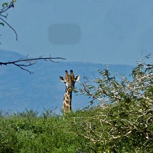 Giraffe South Africa