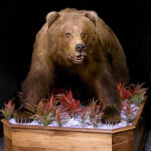 Russian Brown Bear Full Mount Taxidermy