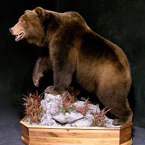 Russian Brown Bear Full Mount Taxidermy