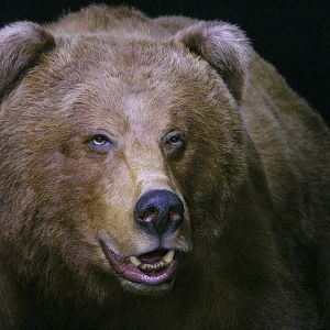 Russian Brown Bear Full Mount Taxidermy