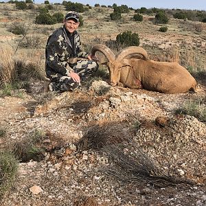 Aoudad Hunt Texas USA