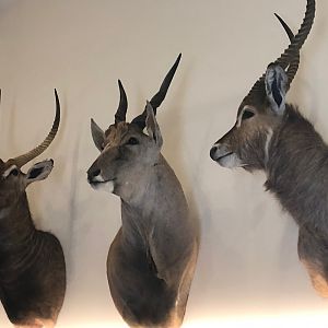 Waterbuck & Eland Shoulder Mount Taxidermy