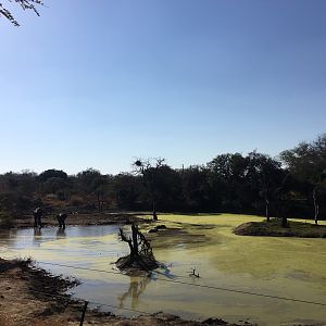 Elephants South Africa