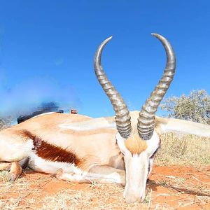 Hunt Springbok in South Africa