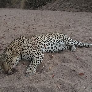 South Africa Hunt Leopard