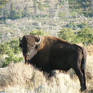 Bison in the Henry Mountains of Utah