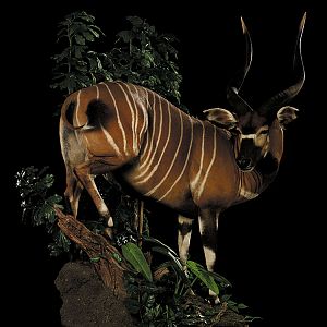 Bongo Full Mount Taxidermy