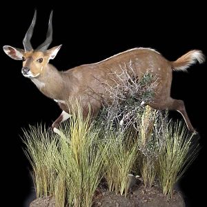 Bushbuck Full Mount Taxidermy