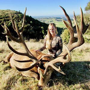 New Zealand Red Stag