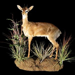 Damara Dik-dik Full Mount Taxidermy