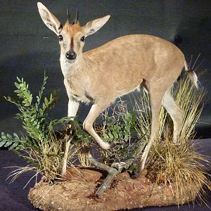 Duiker Full Mount Taxidermy