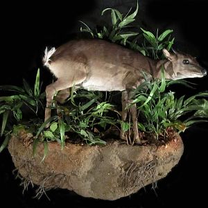 Blue Duiker Full Mount Taxidermy