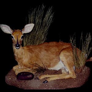 Duiker Full Mount Taxidermy