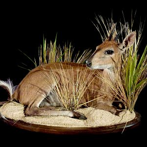 Duiker Full Mount Taxidermy