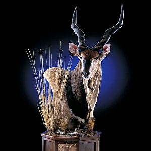 Eland Pedestal Mount Taxidermy