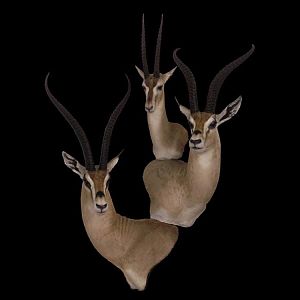 Gazelle Triple Pedestal Mount Taxidermy
