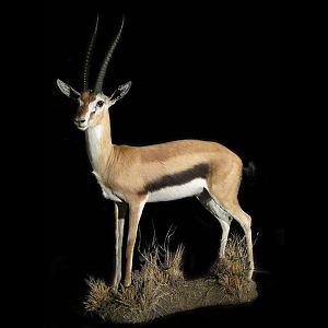 Gazelle Full Mount Taxidermy