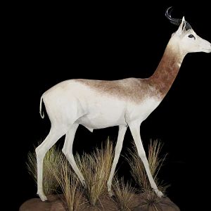 Dama Gazelle Full Mount Taxidermy