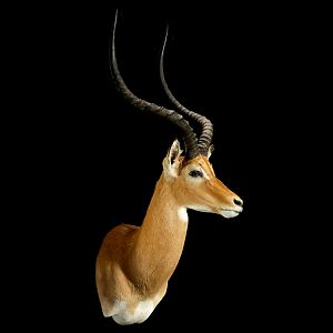 Impala Shoulder Mount Taxidermy