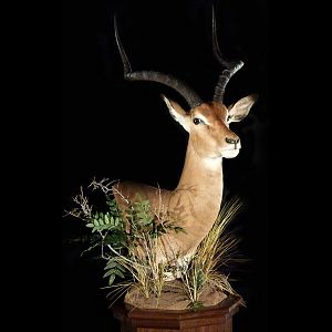 Impala Pedestal Mount Taxidermy