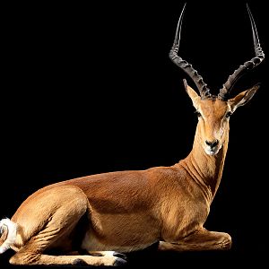 Impala Full Mount Taxidermy